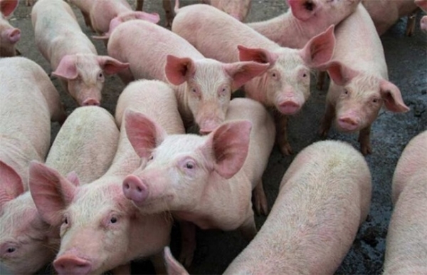 African Swine Fever outbreak in Nagaland