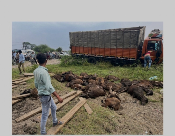 নাগদায় ট্রাক উল্টে মৃত্যু ২০টি গবাদি পশুর