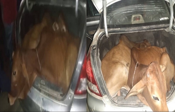 Car carrying smuggled cattle seized in Gossaingaon