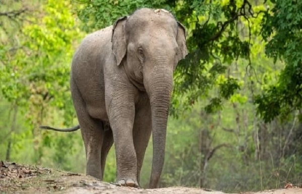 WIld elephant (File pix)