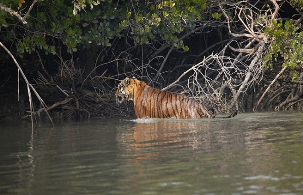 সুন্দরবনে বাঘের হামলায় জখম মৎস্যজীবী