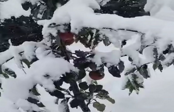 জলবায়ু পরিবর্তনে চিন্তায় লাহুল-স্পিতির আপেল চাষীরা