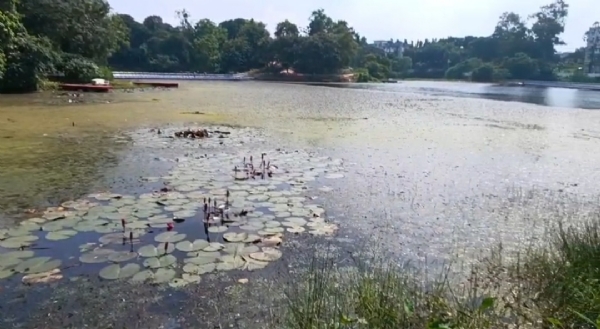 কলেজ লেক