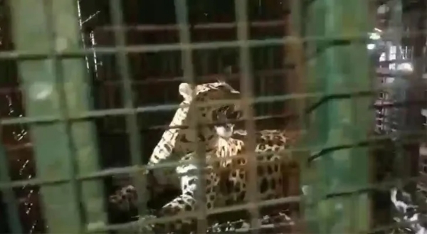 জলপাইগুড়ির চা বাগানে ফের খাঁচা বন্দি চিতাবাঘ