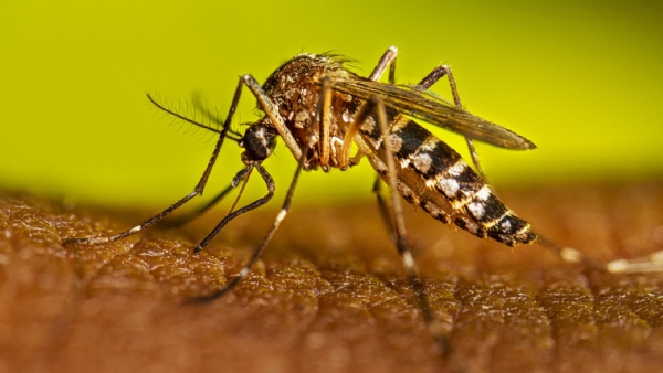 Dengue infection
