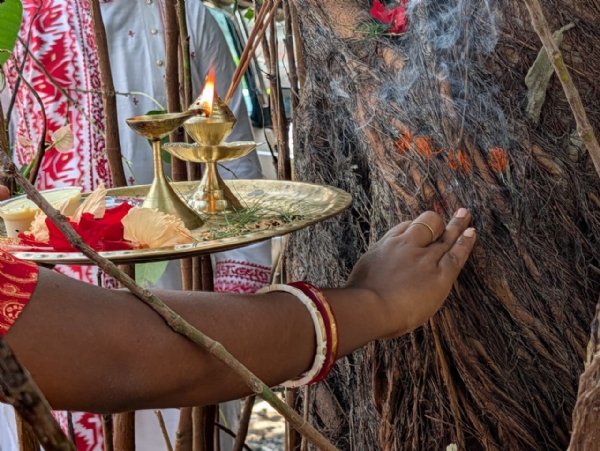 সুন্দরবন এলাকায় গাছেও প্রতীকি ভাইফোঁটা