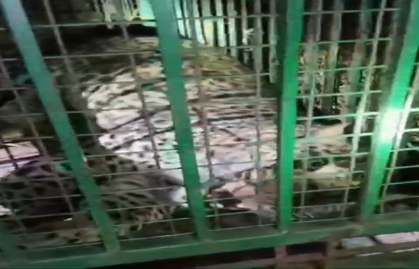 বিজনৌরে ধরা পড়ল আতঙ্কের চিতাবাঘ, স্বস্তিতে গ্রামবাসী বিজনৌরে ধরা পড়ল আতঙ্কের চিতাবাঘ, স্বস্তিতে গ্রামবাসী