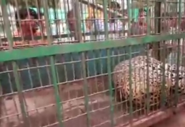 হরিয়ানার মানেসারে ফ্যাক্টরি থেকে উদ্ধার চিতা, শারীরিক পরীক্ষা করলো বন দফতর