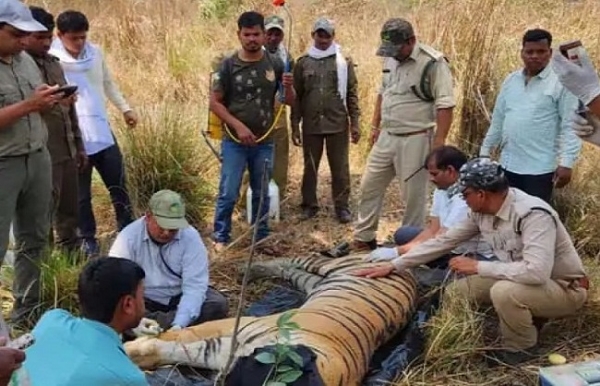 কানহা টাইগার রিজার্ভে এক পূর্ণবয়স্ক বাঘ সহ দুটি শাবকের দেহ উদ্ধার