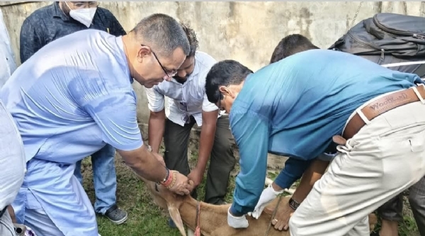 গরুকে টিকা দেওয়ার দৃশ্য