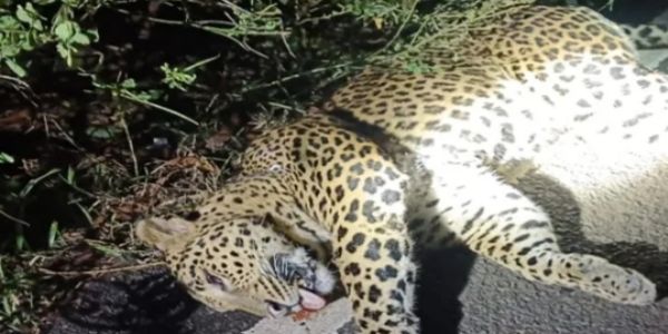 বিষ্ণুপুরের জঙ্গলে চিতার দেহ উদ্ধার, ছড়ালো চাঞ্চল্য