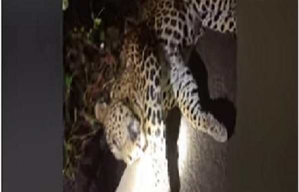 বাঁকুড়ার জঙ্গলে পূর্ণবয়স্ক পুরুষ চিতার মৃতদেহ উদ্ধার, এলাকায় আতঙ্ক