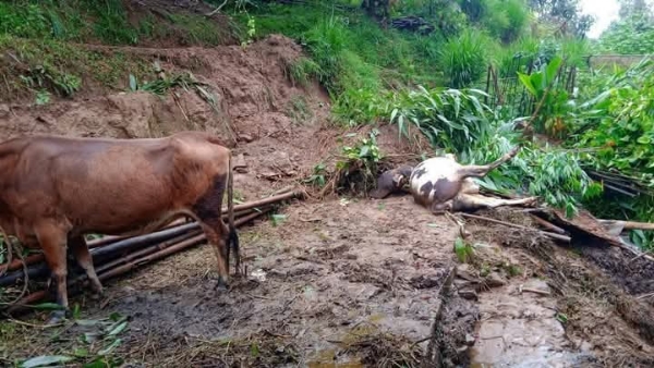 দার্জিলিং পাহাড়ে গবাদি পশুদেরও রেহাই মেলে নি