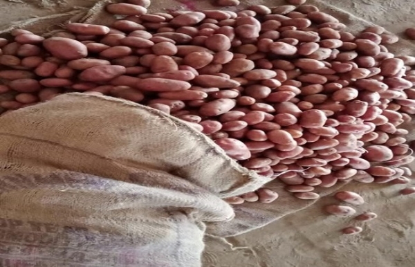 তকনাউর উপত্যকায় ব্যাপক আলুর ফলন , নেই ক্রেতা