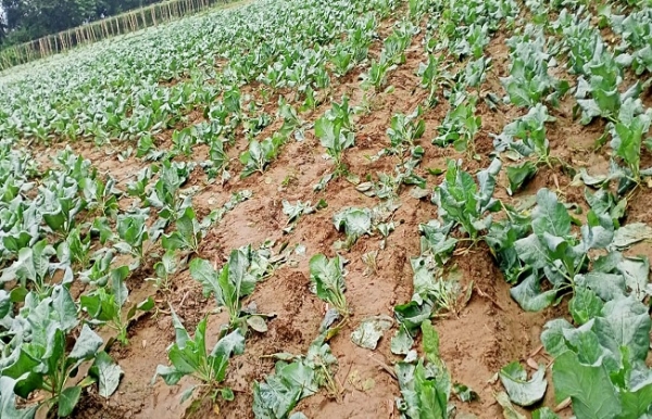 হাতির তান্ডবে ফসলের ক্ষয়ক্ষতি লেগেই রয়েছে ঝাড়্গ্রাম জেলার বিভিন্ন জঙ্গল লাগুয়া গ্রাম গুলিতে