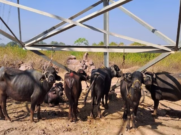 উদ্ধার মহিষ (ফাইল ফটো) উদ্ধার মহিষ (ফাইল ফটো)