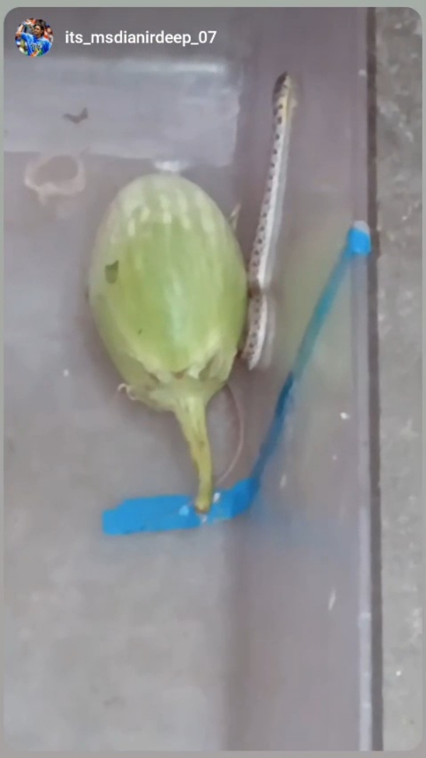 কপিতে সাপ