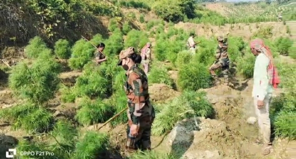 গাঁজা বাগিচা ধ্বংস গাঁজা বাগিচা ধ্বংস