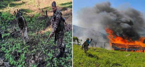 মণিপুরে প্ৰায় ৫৬ একর জমিজুড়ে অবৈধ পোস্ত বাগান ধ্বংস মণিপুরে প্ৰায় ৫৬ একর জমিজুড়ে অবৈধ পোস্ত বাগান ধ্বংস