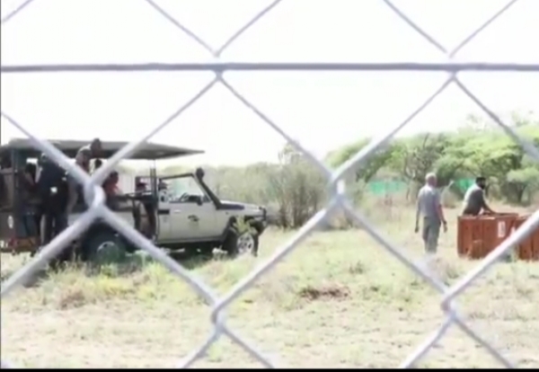 বতসোয়ানা থেকে ৮টি চিতা নিয়ে আসা হচ্ছে ভারতে