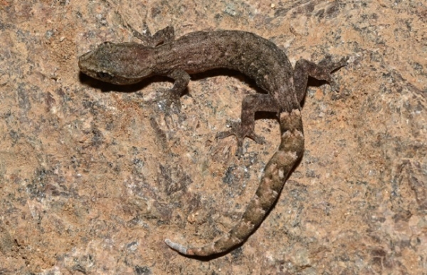 পূর্বঘাট পর্বতমালা অঞ্চলে স্লেন্ডার গেকো-র একটি নতুন প্রজাতি আবিষ্কার জেডএসআই-এর বিজ্ঞানীদের পূর্বঘাট পর্বতমালা অঞ্চলে স্লেন্ডার গেকো-র একটি নতুন প্রজাতি আবিষ্কার জেডএসআই-এর বিজ্ঞানীদের