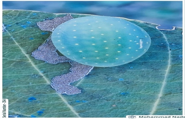 সিওনিতে বিরল লিমাকোডিড স্লাগ ক্যাটারপিলার ধরা পড়ল সিওনিতে বিরল লিমাকোডিড স্লাগ ক্যাটারপিলার ধরা পড়ল