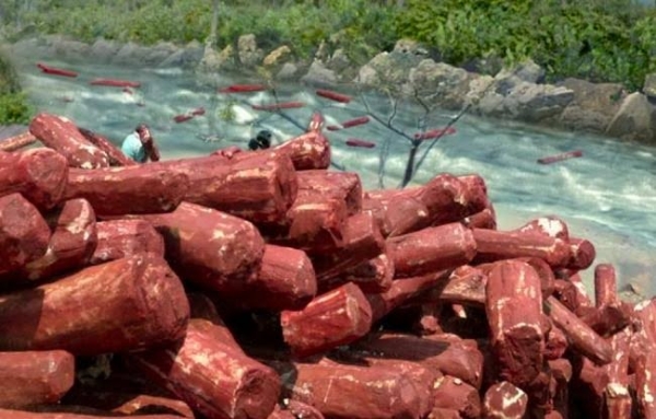 অন্ধ্রপ্রদেশে লালচন্দন রক্ষায় কেন্দ্রের বরাদ্দ ৩৯.৮৪ কোটি টাকা অন্ধ্রপ্রদেশে লালচন্দন রক্ষায় কেন্দ্রের বরাদ্দ ৩৯.৮৪ কোটি টাকা