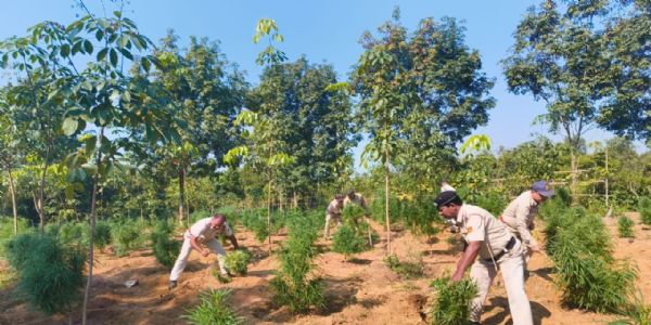 লেফুঙ্গায় গাঁজা বিরোধী অভিযানে বড়সড় সাফল্য, ধ্বংস প্রায় ৪ হাজার গাছ