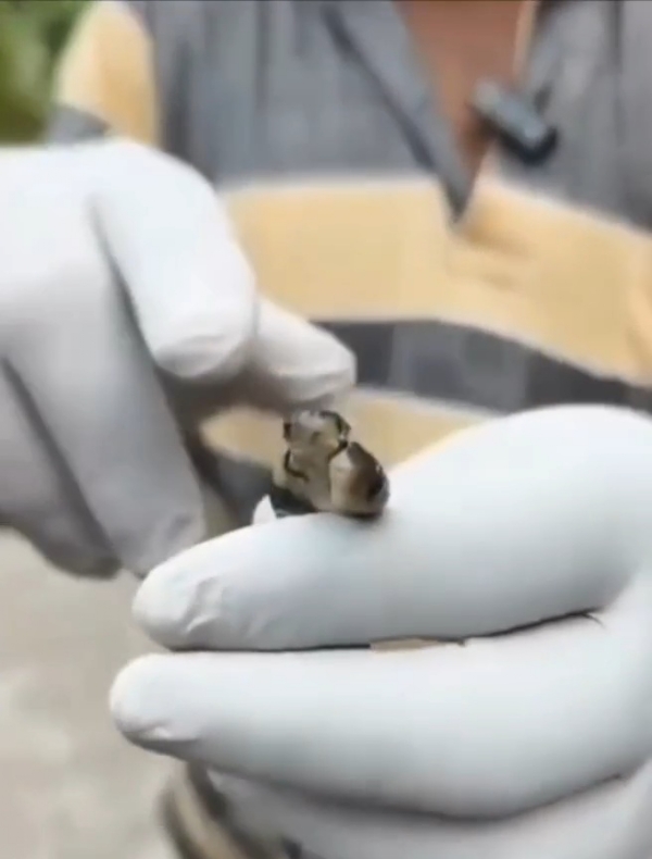 জোড়া মাথার সাপ জোড়া মাথার সাপ