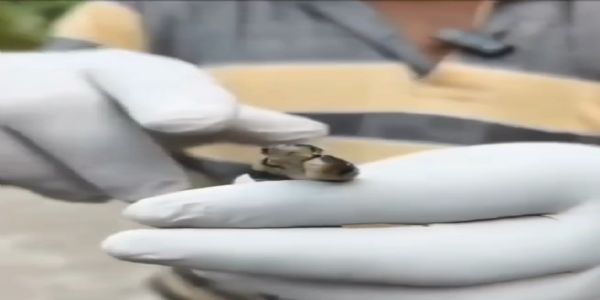 দাসপুরে উদ্ধার দু’মুখো পদ্ম গোখরো, বিরল সাপ দেখতে ভিড় গ্রামবাসীদের