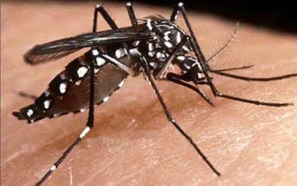 বাংলাদেশে উদ্বেগ বাড়াচ্ছে ডেঙ্গু, ২৪ ঘণ্টায় আক্রান্ত আরও ১,১৪৭ জন