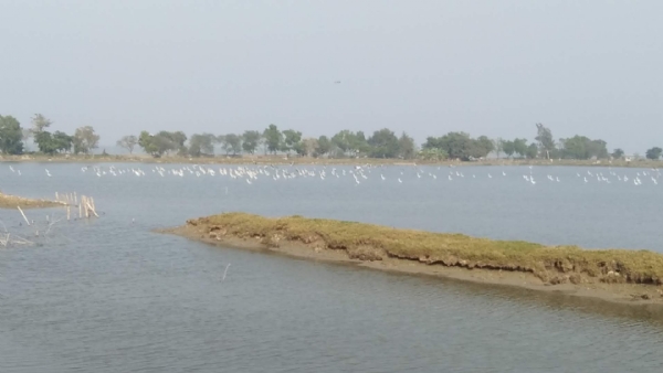 পরিযায়ী পাখি শিকার পরিযায়ী পাখি শিকার