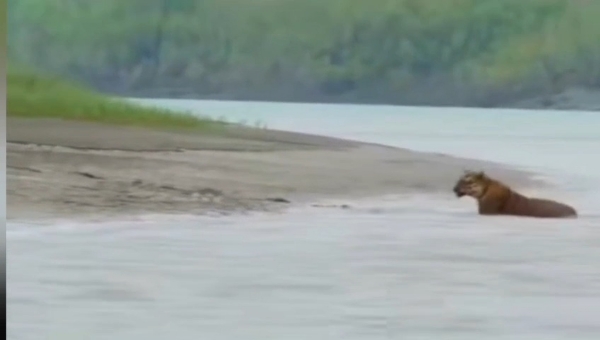 বাঘের দেখা বাঘের দেখা