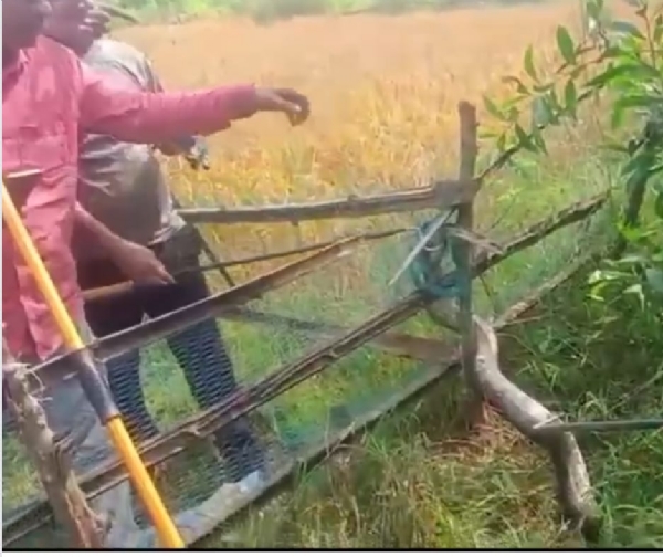 জমি র সাথে লোকালয়েও সাপের উপদ্রব-বাড়ছে মৃত্যু আতঙ্ক জমি র সাথে লোকালয়েও সাপের উপদ্রব-বাড়ছে মৃত্যু আতঙ্ক