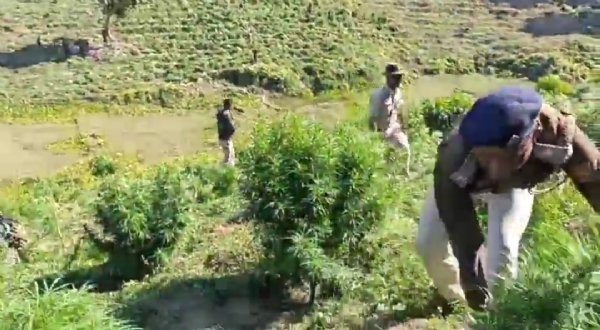 গাঁজা বাগিচা ধ্বংস গাঁজা বাগিচা ধ্বংস