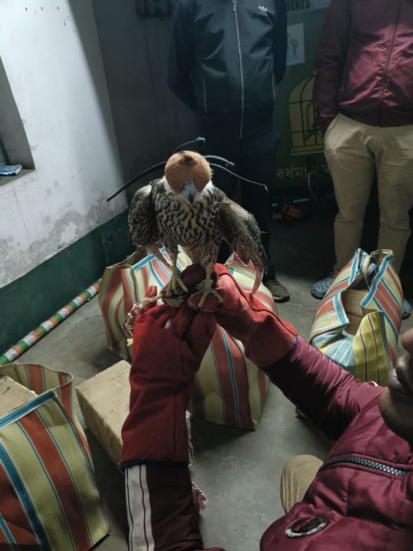 কাঁকসায় ধরা পড়ল ৬ বিলুপ্তপ্রায় বাজপাখি, ধৃত পাচারকারী কাঁকসায় ধরা পড়ল ৬ বিলুপ্তপ্রায় বাজপাখি, ধৃত পাচারকারী