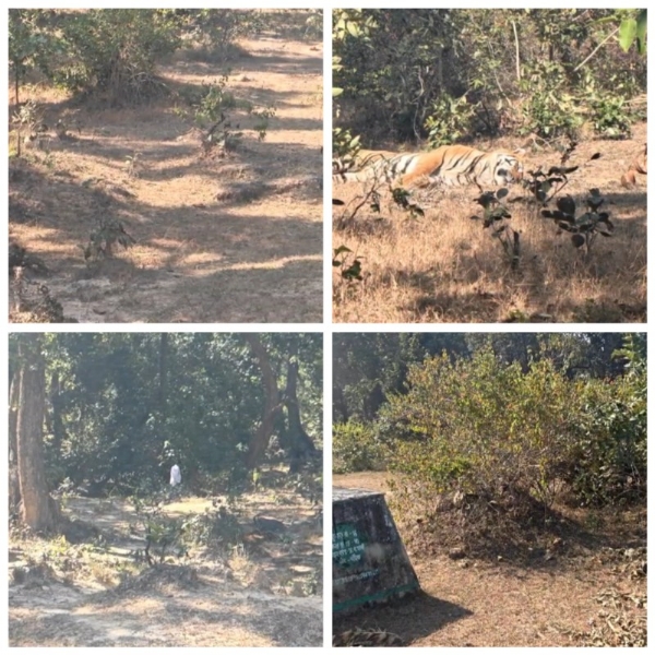 নদীর ধারে মিলল বাঘের দেহ, রহস্যজনক মৃত্যু ঘিরে তদন্ত নদীর ধারে মিলল বাঘের দেহ, রহস্যজনক মৃত্যু ঘিরে তদন্ত