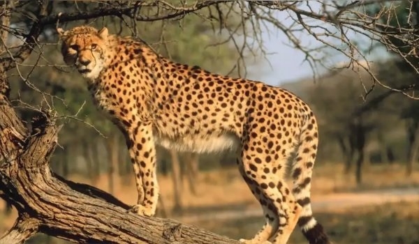 মধ্যপ্রদেশের চিতাদের নতুন আস্তানা হচ্ছে বীরাঙ্গনা দূর্গাবতী টাইগার রিজার্ভ মধ্যপ্রদেশের চিতাদের নতুন আস্তানা হচ্ছে বীরাঙ্গনা দূর্গাবতী টাইগার রিজার্ভ