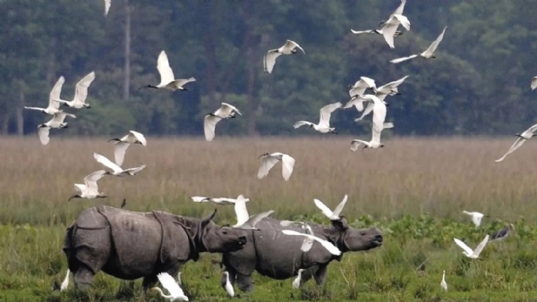 কাজিরঙায় ঝাঁকেঝাঁকে আগমন পরিযায়ী পাখির কাজিরঙায় ঝাঁকেঝাঁকে আগমন পরিযায়ী পাখির
