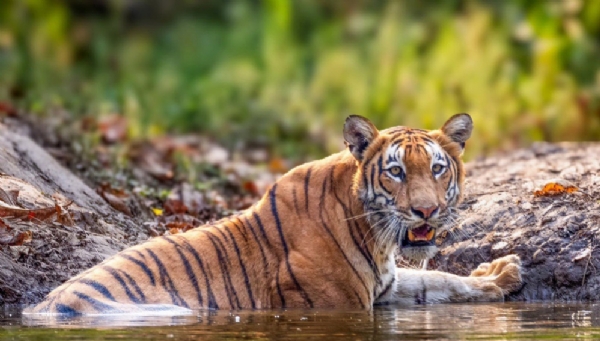 নেপালে শুরু বাঘ গণনা, বসানো হল ২,৩০০টি ক্যামেরা ট্র্যাপ