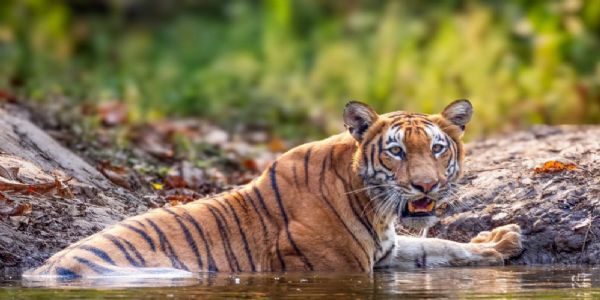 নেপালে শুরু বাঘ গণনা, বসানো হল ২,৩০০টি ক্যামেরা