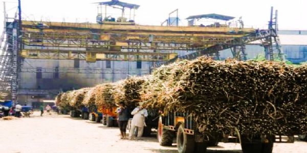 মুরাদাবাদের আখচাষিদের স্বস্তি, চারটি চিনিকল দিল ১৬০.০৬ কোটি টাকা বকেয়া