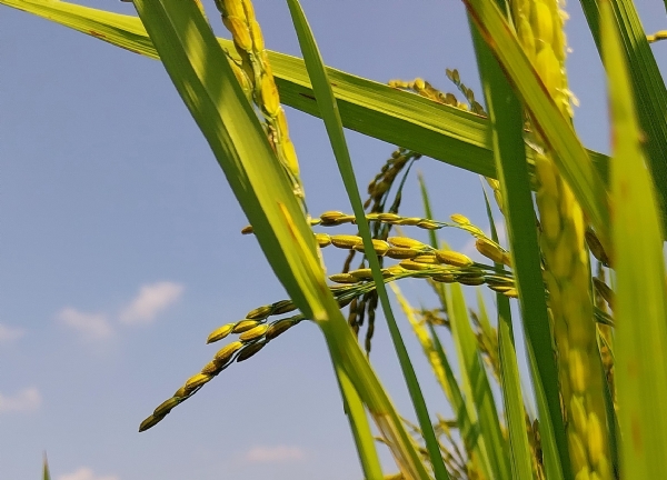 ধান ক্ষেত