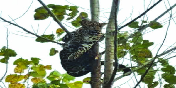 গাছের ডালে আটকে পড়া চিতাবাঘকে উদ্ধার করল বন দফতর