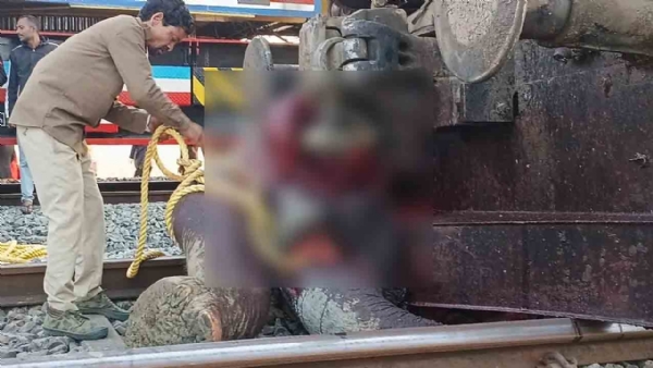 ইঞ্জিনের চাকায় আবদ্ধ বুনো হাতি ইঞ্জিনের চাকায় আবদ্ধ বুনো হাতি