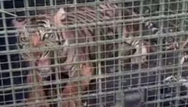 একাধিক গৃহপালিত পশুকে আক্রমণ, কেরলে খাঁচাবন্দি বাঘ