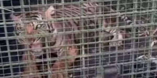 একাধিক গৃহপালিত পশুকে আক্রমণ, কেরলে খাঁচাবন্দি বাঘ