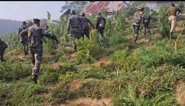 গাঁজা বাগিচা ধ্বংস