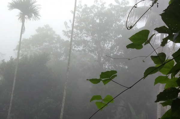 কুয়াশার চাদরে মোড়া আগরতলা