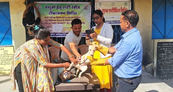 কোরবায় ভবঘুরে কুকুর টিকাকরণ অভিযান জোরদার, ইতিমধ্যে টিকাকরণ ৩১৫টি কুকুরের কোরবায় ভবঘুরে কুকুর টিকাকরণ অভিযান জোরদার, ইতিমধ্যে টিকাকরণ ৩১৫টি কুকুরের